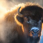 symbolic buffalo meaning