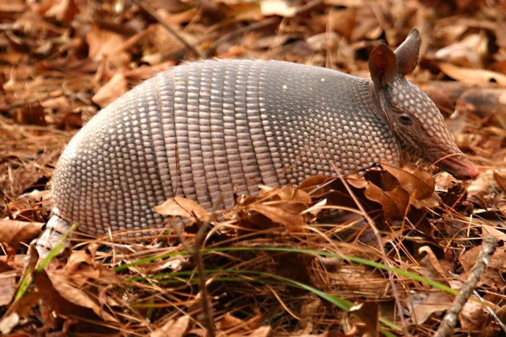 symbolic armadillo meaning