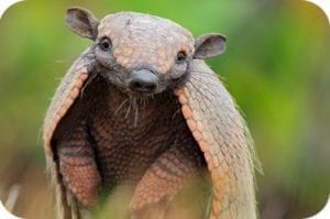 symbolic armadillo meaning
