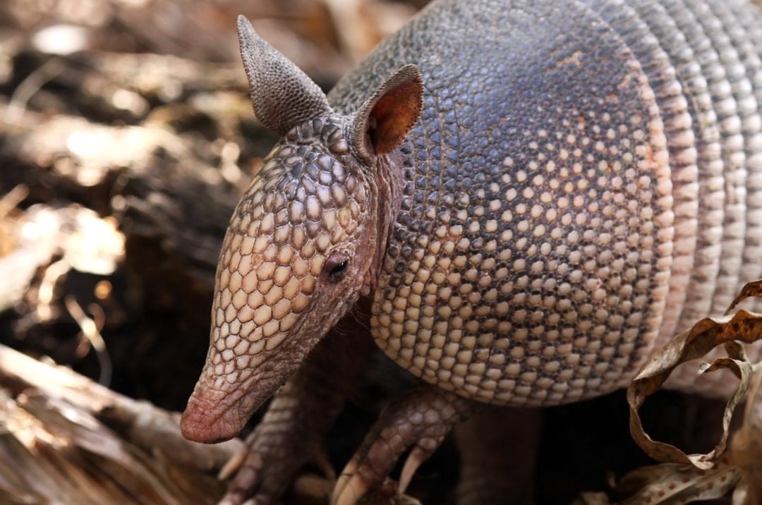 Symbolic Armadillo Meaning Here On