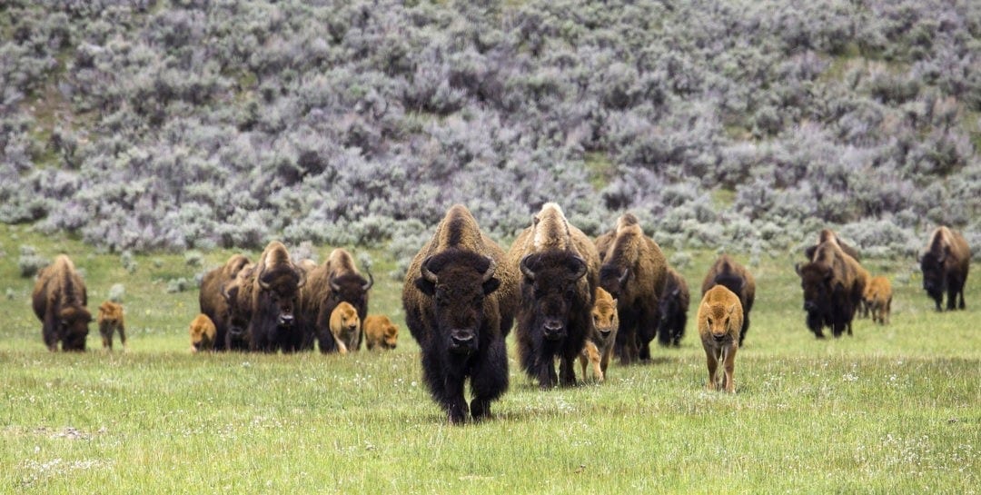 Symbolic Buffalo Meaning and More on