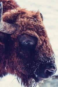 Symbolic Buffalo Meaning and More on Whats-Your-Sign.com