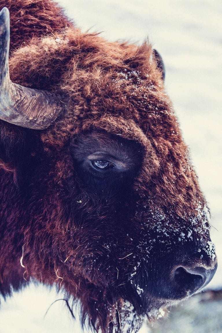 Symbolic Buffalo Meaning and More on