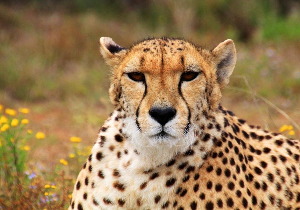 symbolic cheetah characteristics