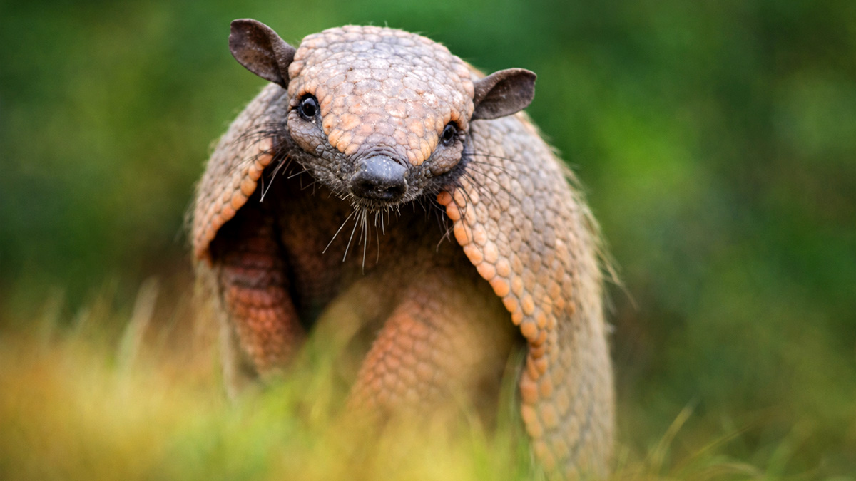 What it means when the armadillo shows up in your life