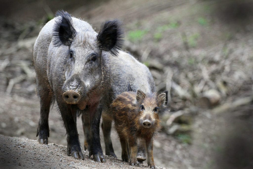 wild boar meaning