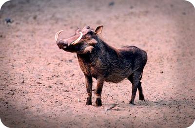 wild boar meaning