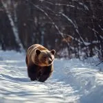 What to Know About Bear Meaning and What to do When the Bear Shows up in Your Life