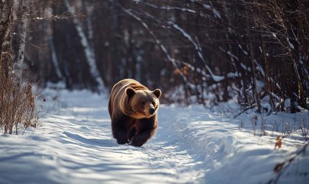 What to Know About Bear Meaning and What to do When the Bear Shows up in Your Life