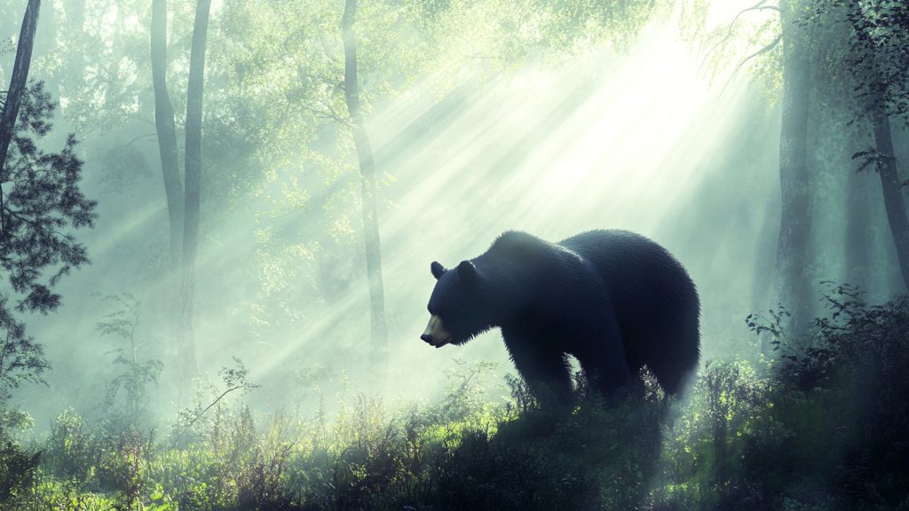 What to Know About Bear Meaning and What to do When the Bear Shows up in Your Life