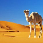 Camel meaning and Camel Symbolism