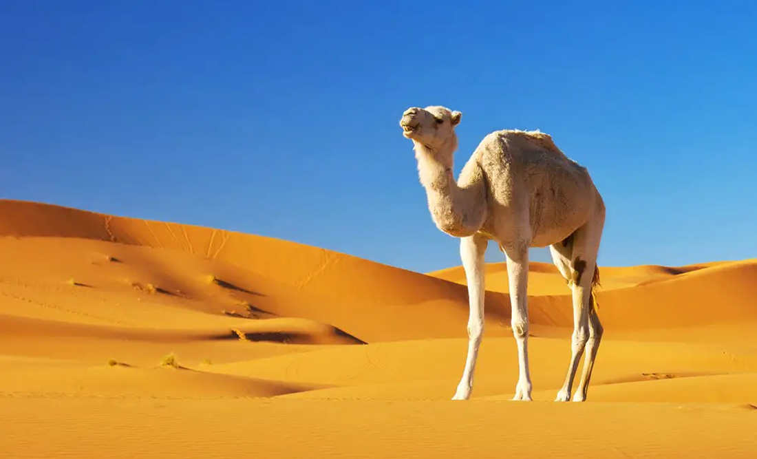 Camel meaning and Camel Symbolism