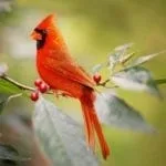 animal symbolism cardinal meaning