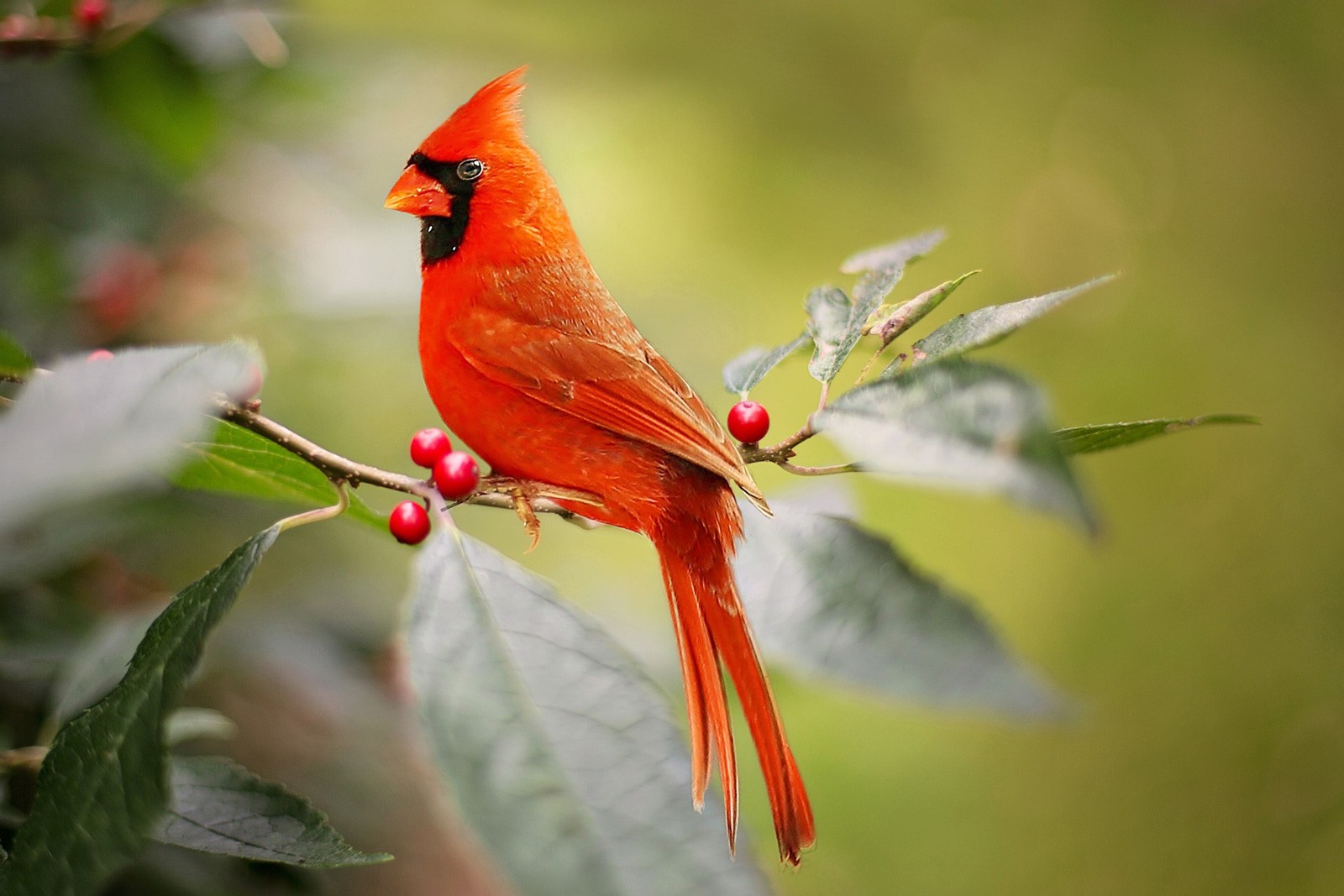 animal symbolism cardinal meaning