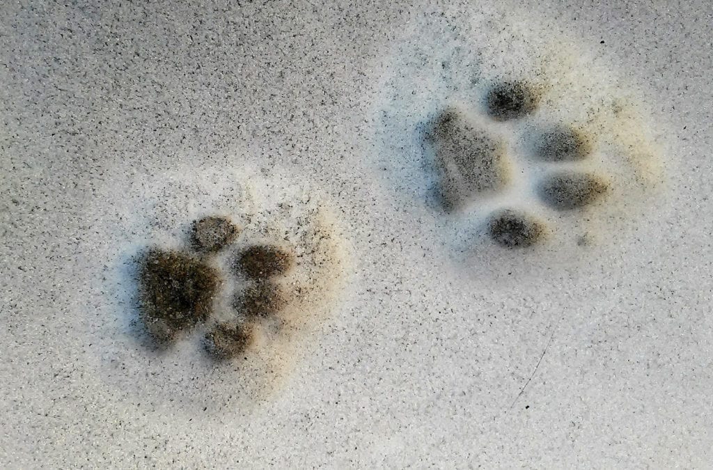 animal symbolism cat prints