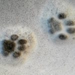 animal symbolism cat prints