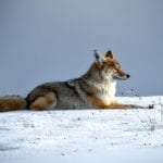 animal symbolism coyote meanings