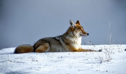 animal symbolism coyote meanings