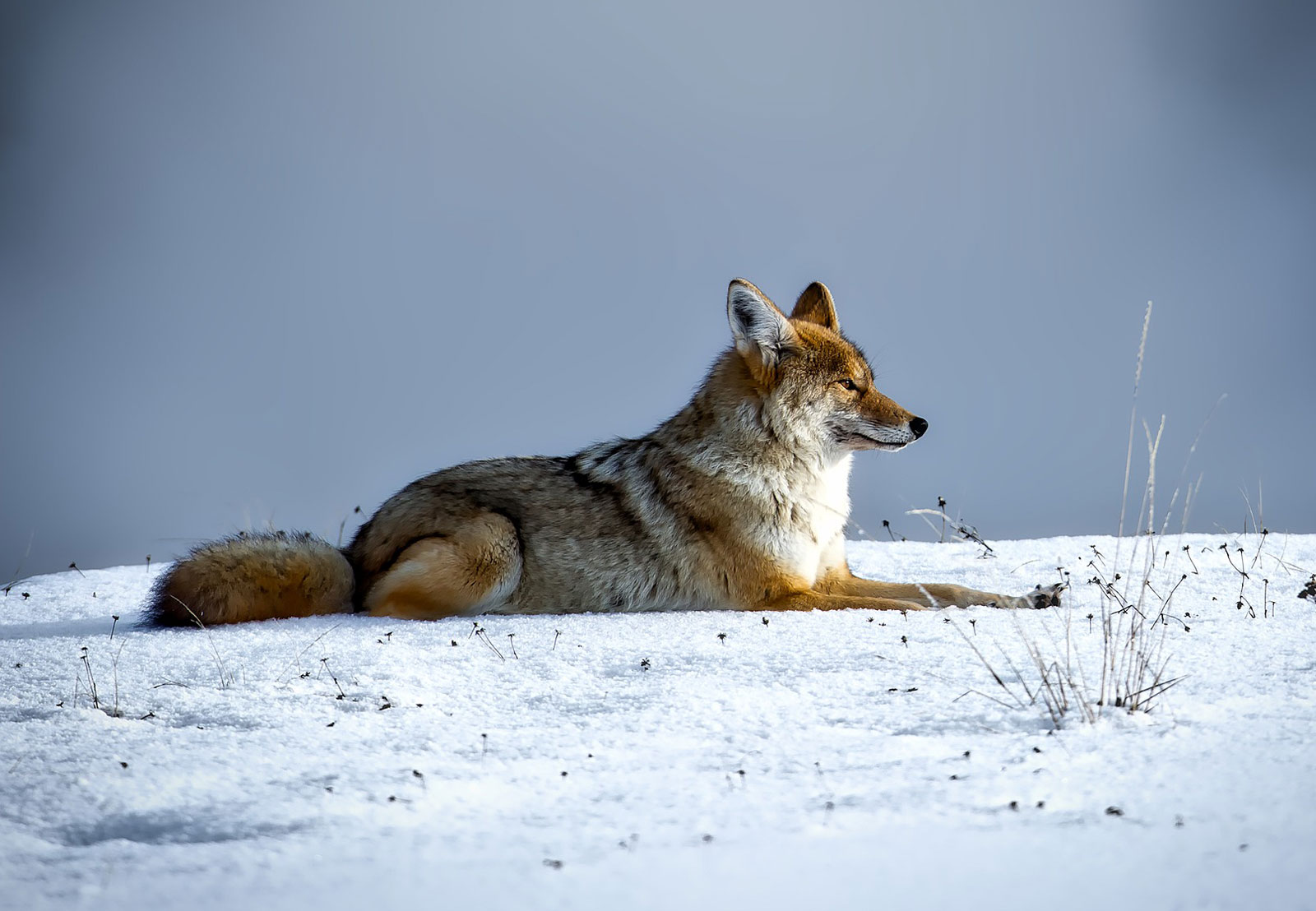 animal symbolism coyote meanings