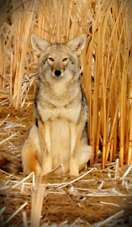 animal symbolism coyote meanings