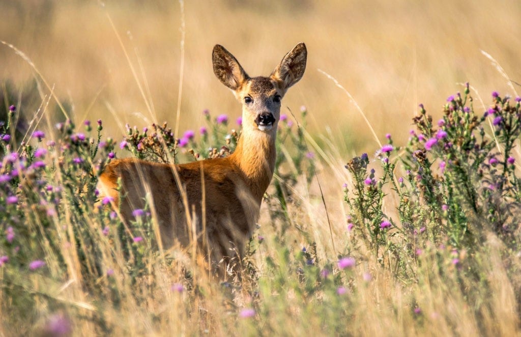 animal symbolism deer meaning