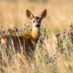 animal symbolism deer meaning