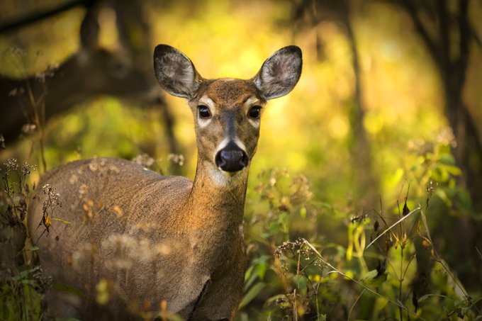 animal symbolism deer meaning