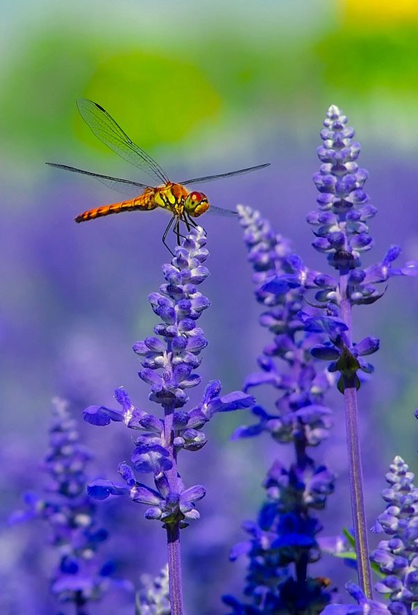 animal symbolism dragonfly meaning