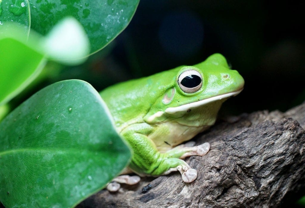 animal symbolism frog meanings