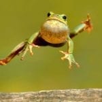 animal symbolism frog meaning