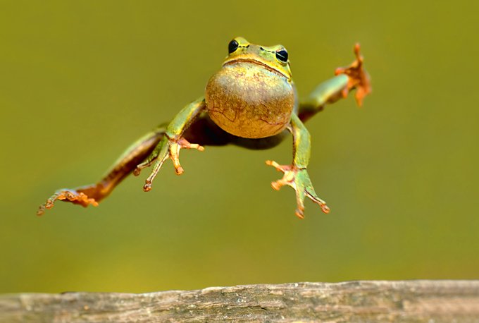 animal symbolism frog meaning