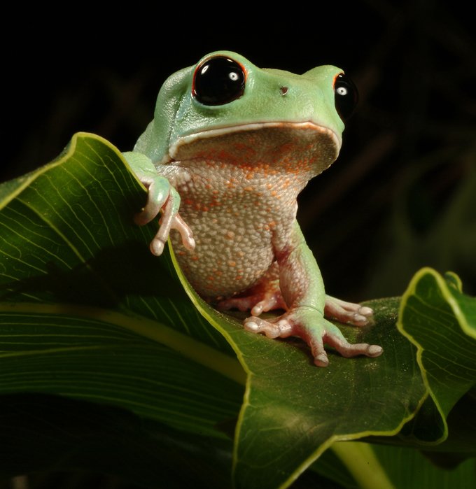 animal symbolism frog meanings