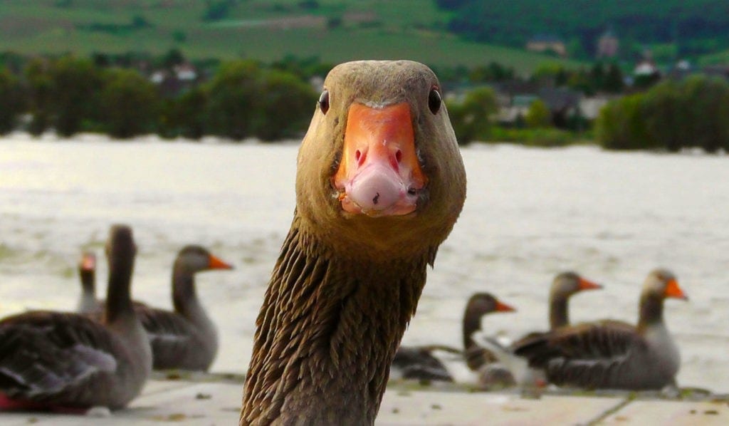 animal symbolism goose meanings