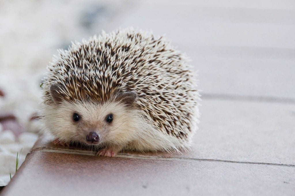 animal symbolism hedgehog meaning