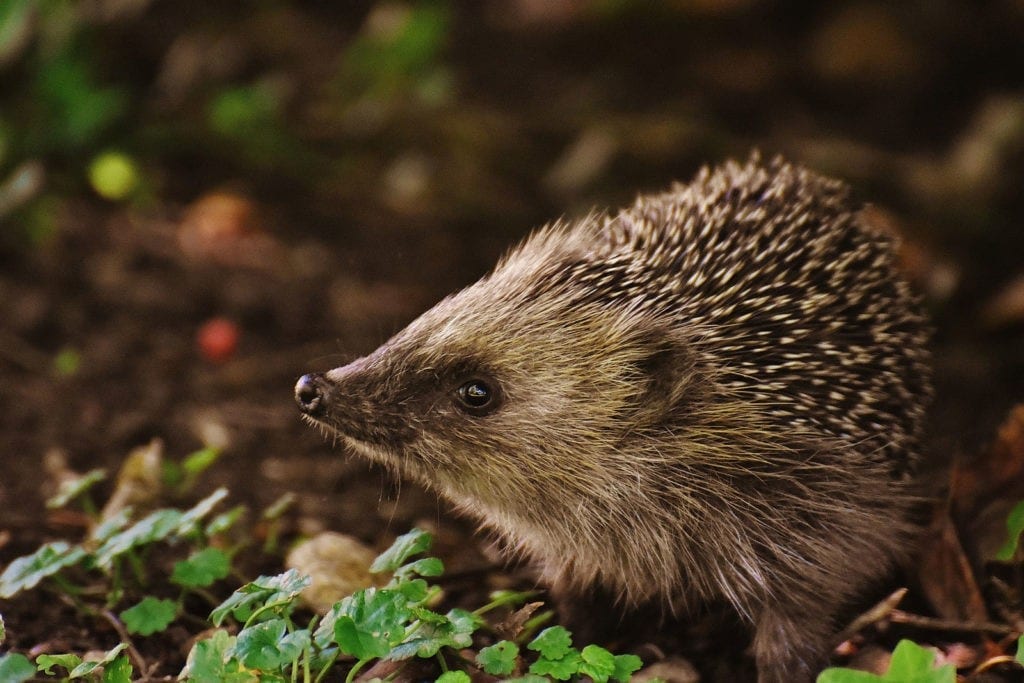 animal symbolism hedgehog meaning and totem meaning