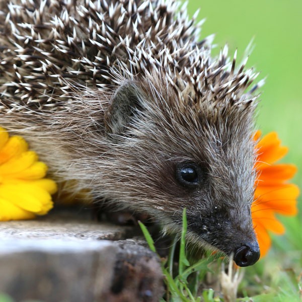 animal symbolism hedgehog meaning and totem meaning