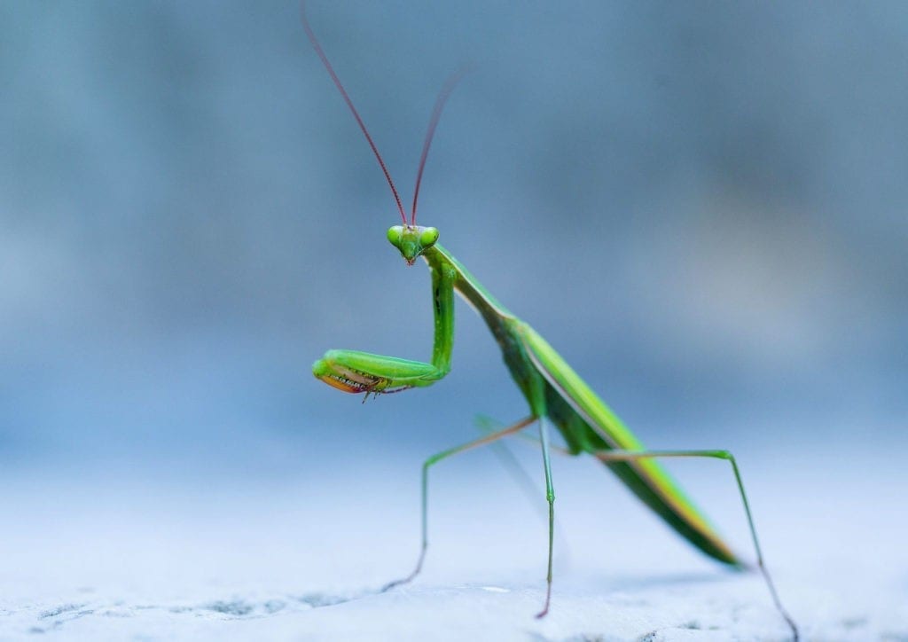 animal symbolism praying mantis meaning