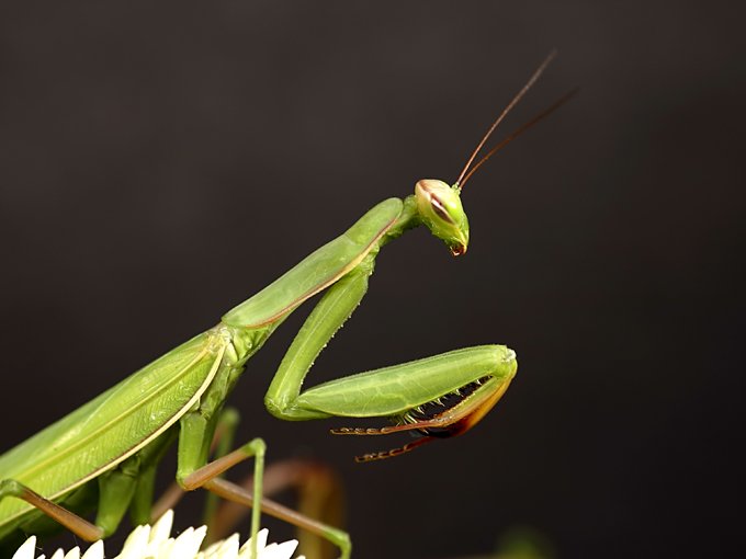 praying mantis meaning and animal symbolism