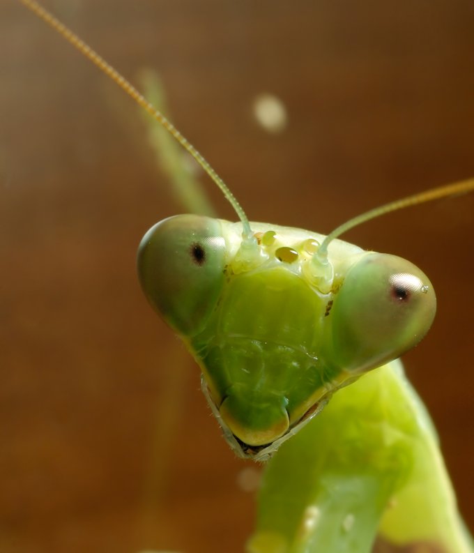 animal symbolism praying mantis meaning