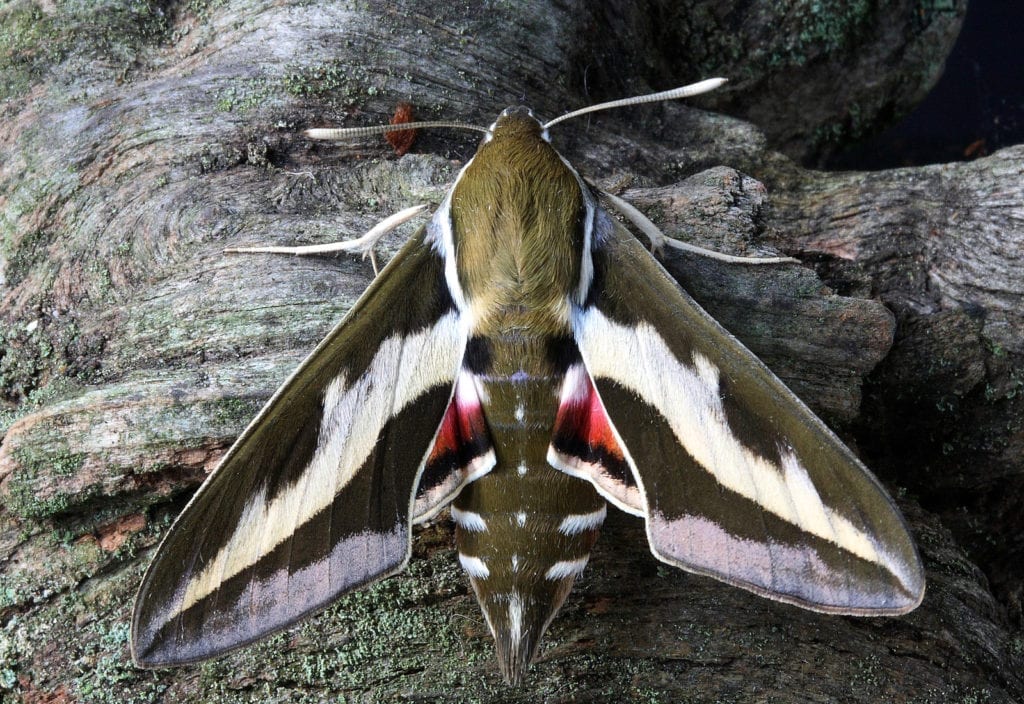 animal symbolism moth meaning