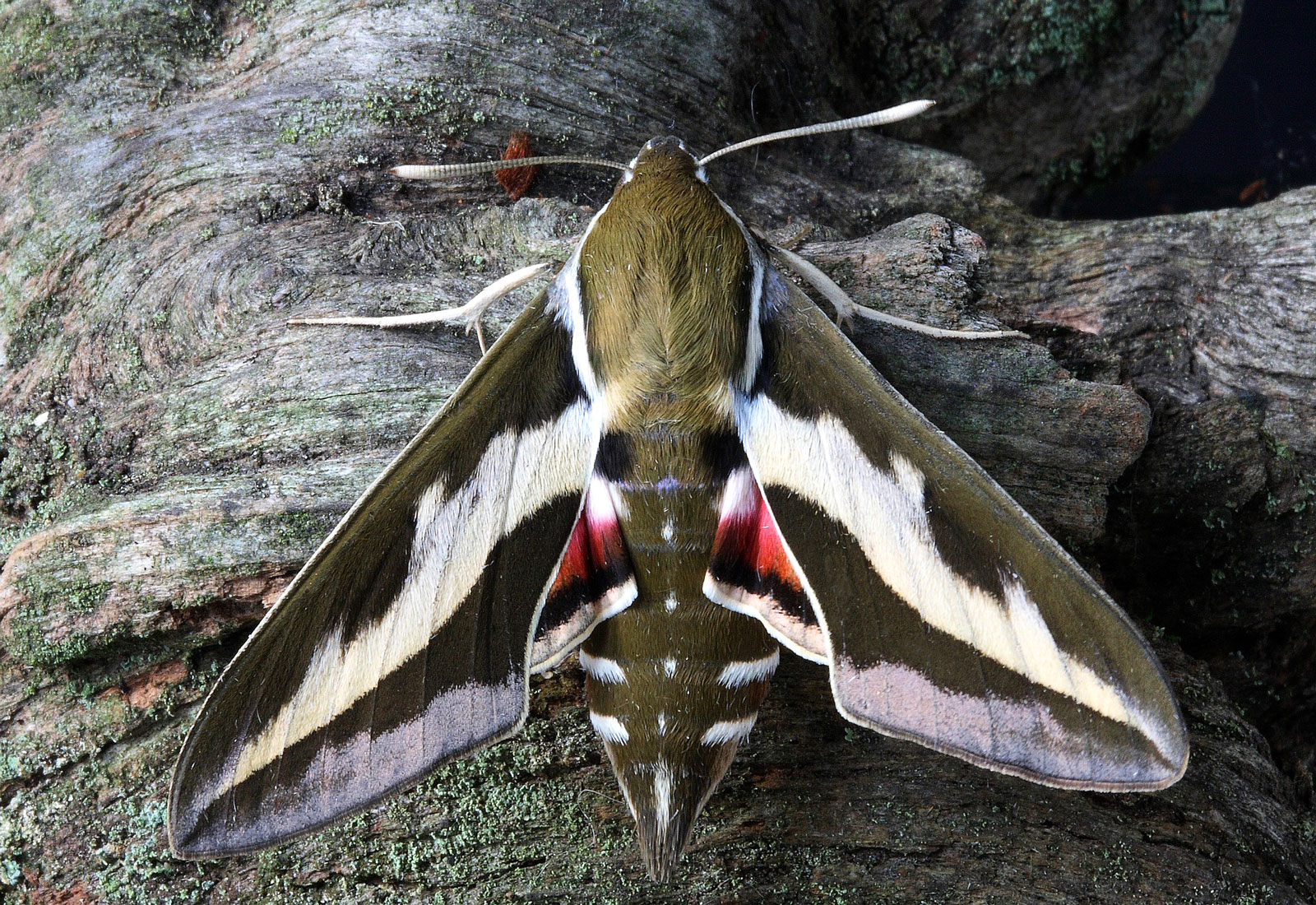 Animal Symbolism MothAnimal Symbolism:Meaning of the Moth
