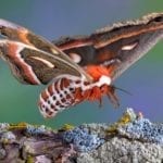 animal symbolism moth meaning
