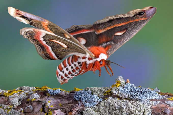 Animal Symbolism Moth