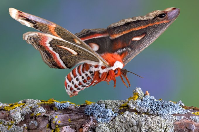 animal symbolism moth meaning