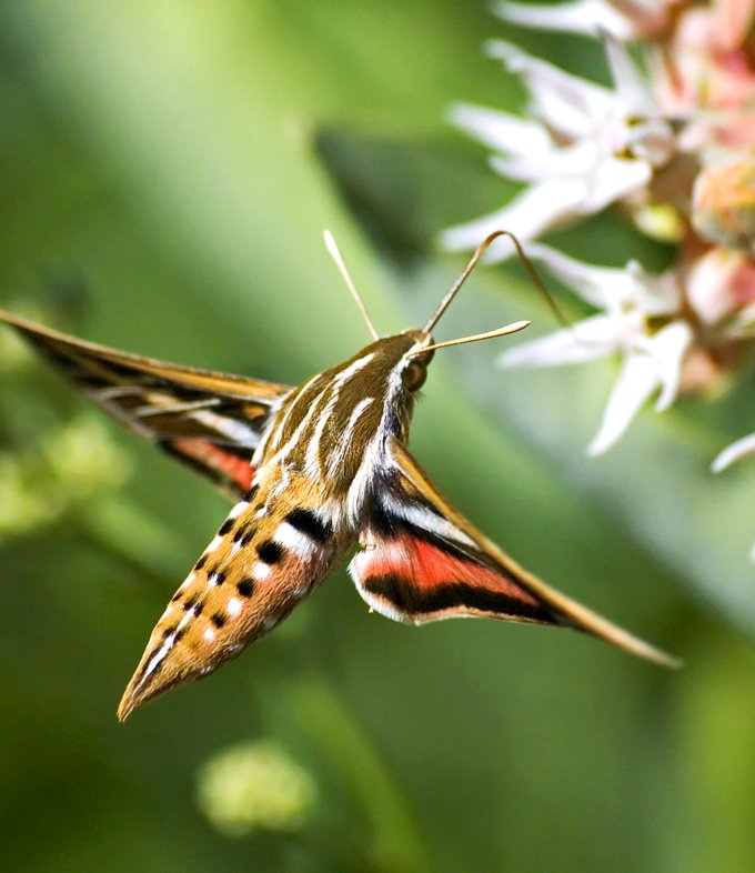 animal symbolism moth meaning