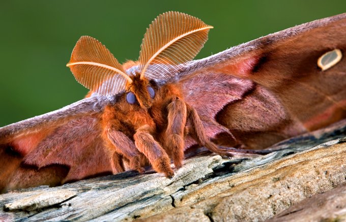 animal symbolism moth meaning