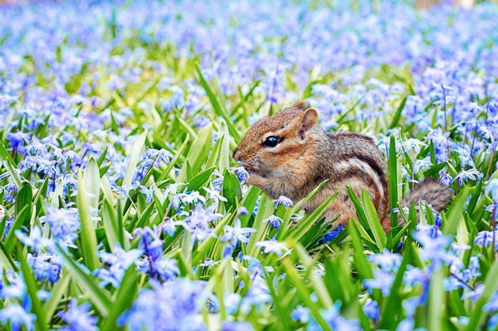 animal symbolism of spring - animal signs of spring