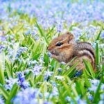 animal symbolism of spring - animal signs of spring