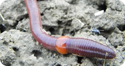 animal symbolism and earthworm meanings in springtime