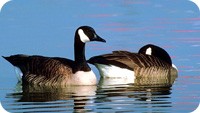 animal symbolism of spring and goose meanings